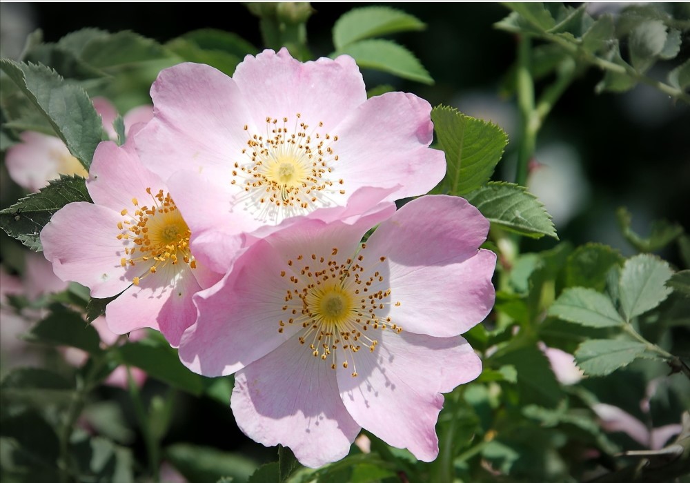 I FIORI DI BACH  Senologia Perugia