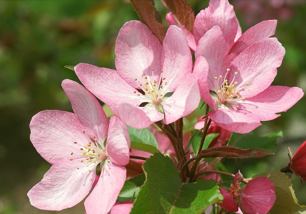 I FIORI DI BACH  Senologia Perugia